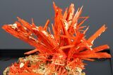 Bright Orange Crocoite Crystal Cluster - Tasmania #182738-3